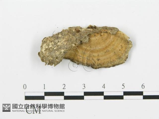 煙管菌藏品圖，第1張