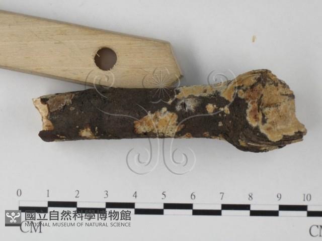 筍殼菌屬藏品圖，第3張