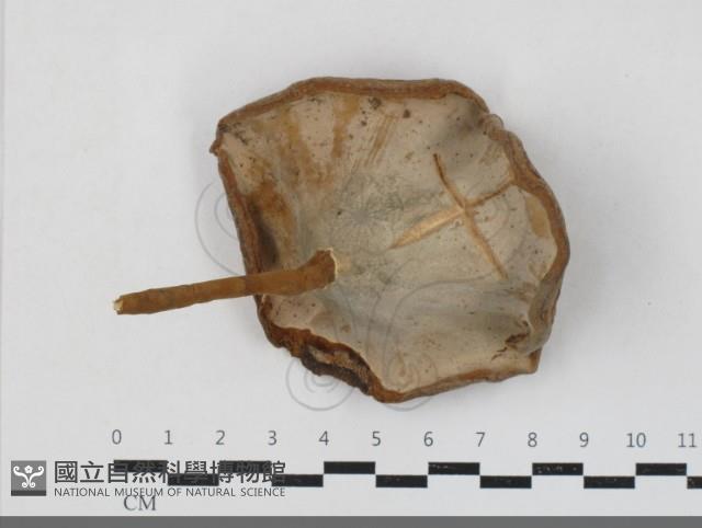 登錄號:F0033771藏品圖，第3張