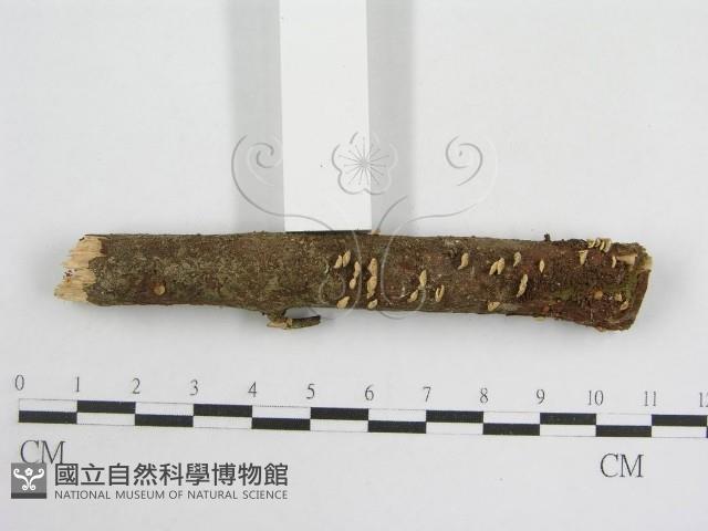 登錄號:F0008571藏品圖，第3張