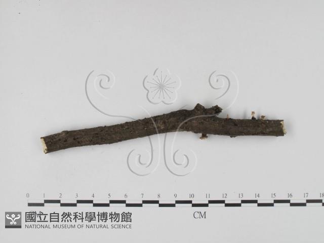 炭角菌屬藏品圖，第3張