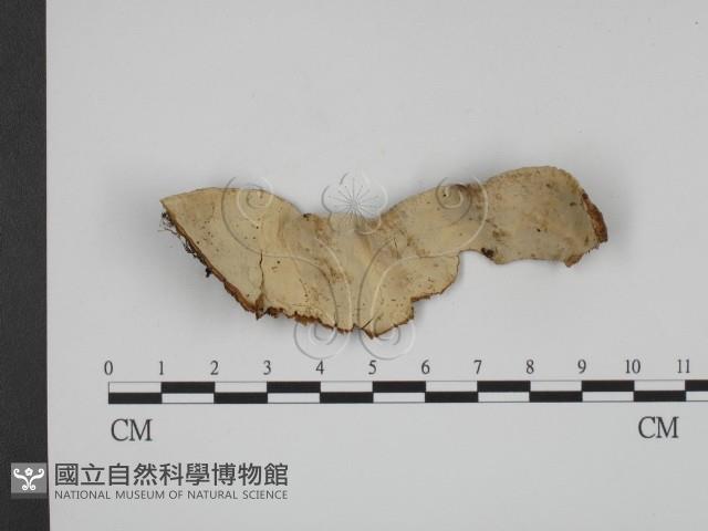 登錄號:F0010571藏品圖，第3張