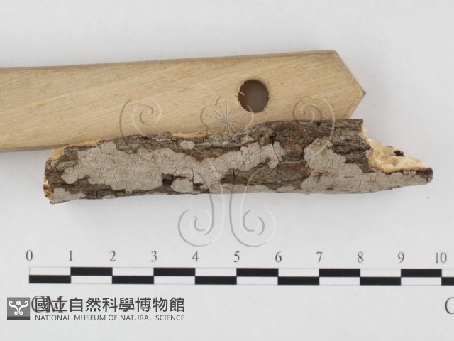 筍殼菌屬藏品圖，第3張