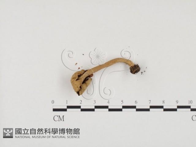 登錄號:F0024571藏品圖，第3張