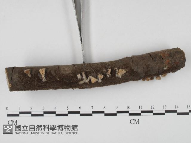 登錄號:F0004571藏品圖，第3張