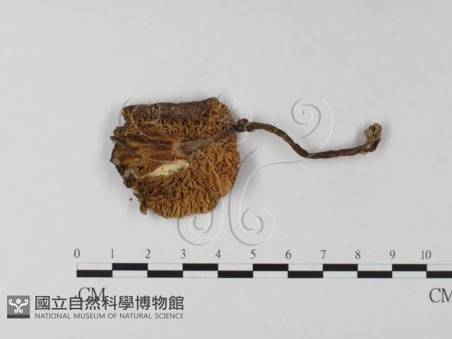 鵝膏屬藏品圖，第3張