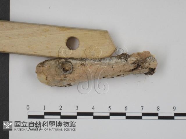 登錄號:F0022571藏品圖，第3張