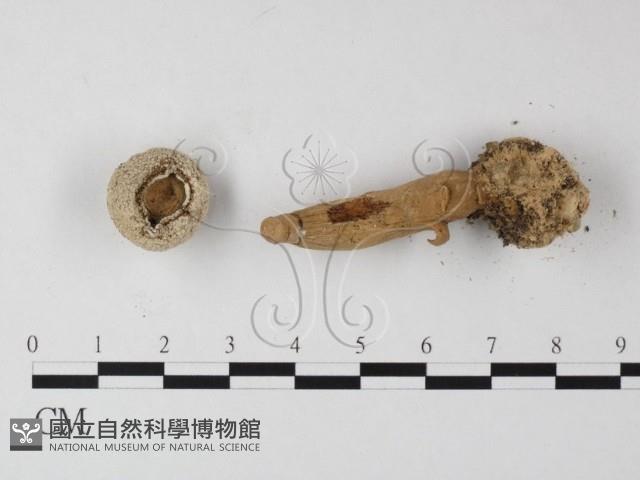 登錄號:F0012571藏品圖，第3張