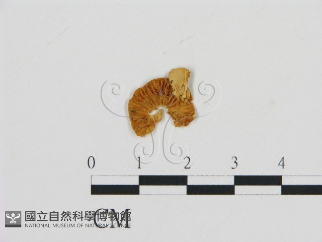 登錄號:F0007571藏品圖，第3張