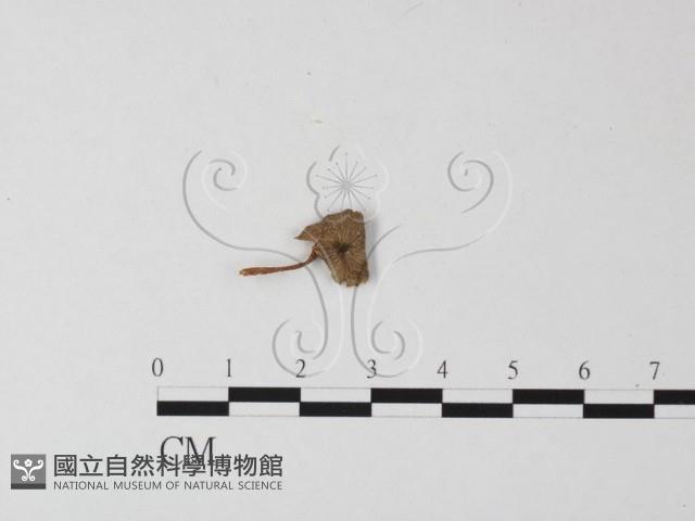 登錄號:F0005571藏品圖，第3張