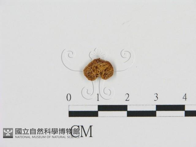 登錄號:F0015571藏品圖，第3張