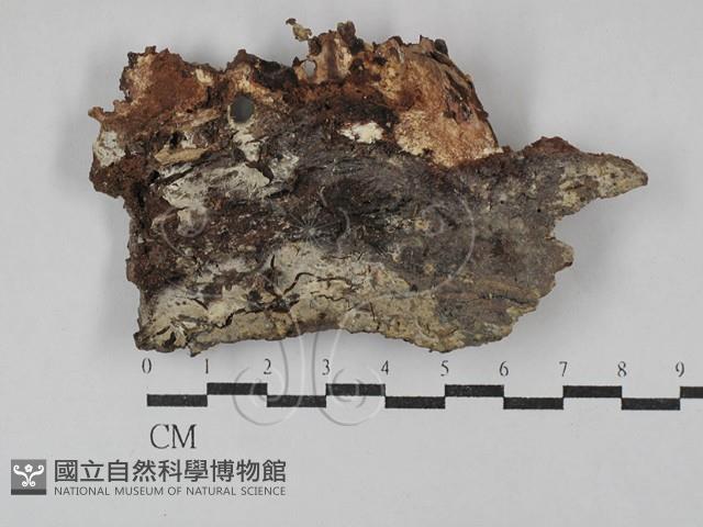 登錄號:F0029571藏品圖，第3張