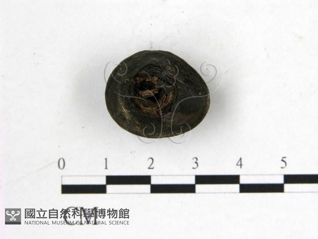 登錄號:F0019571藏品圖，第3張