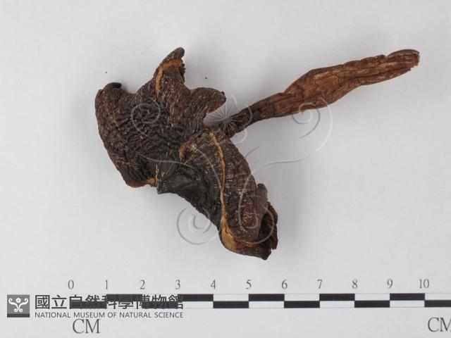 登錄號:F0023571藏品圖，第3張
