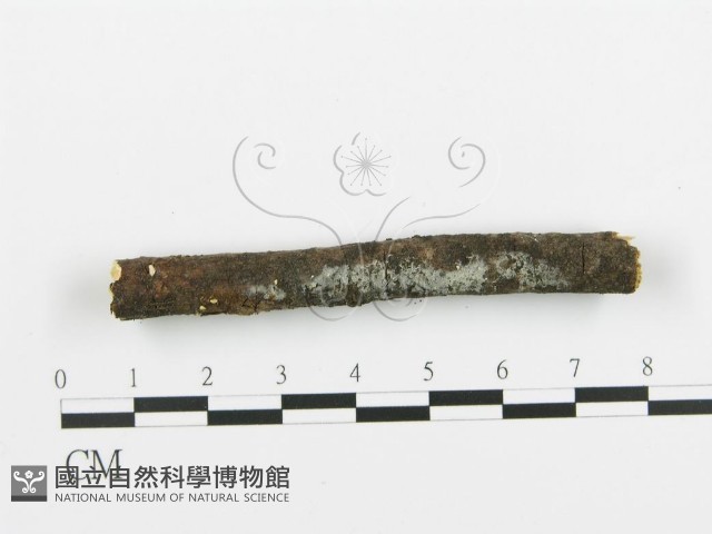 阿太菌屬藏品圖，第3張