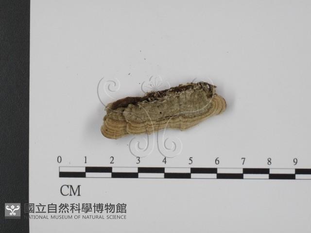 登錄號:F0008171藏品圖，第3張