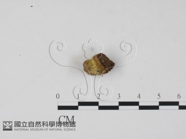 登錄號:F0000171藏品圖，第3張
