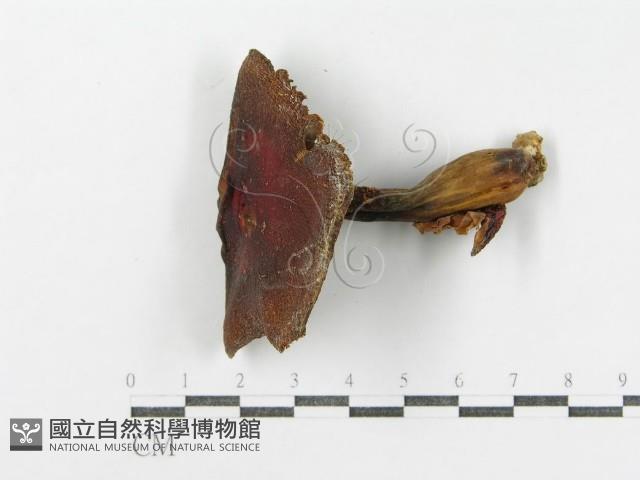 登錄號:F0011171藏品圖，第1張
