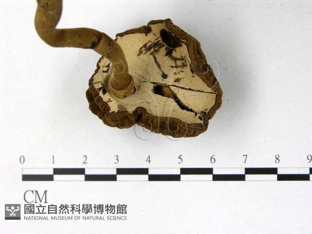 登錄號:F0002171藏品圖，第3張