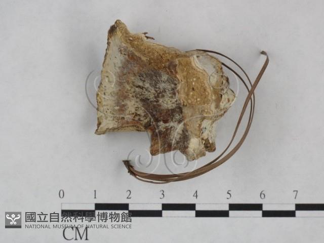 靈芝屬藏品圖，第3張