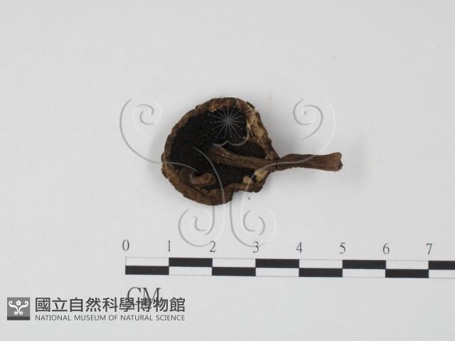 登錄號:F0019171藏品圖，第3張