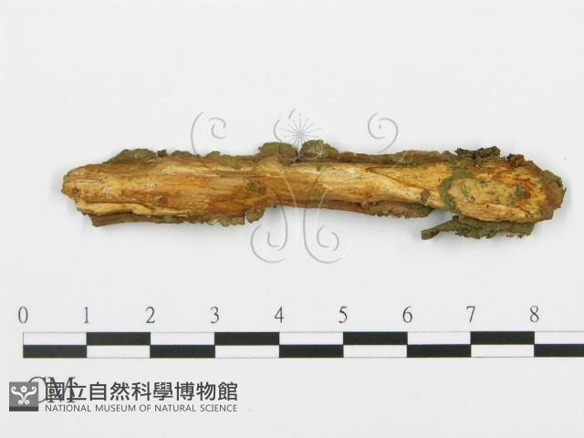 登錄號:F0003171藏品圖，第3張