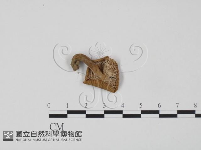 登錄號:F0013171藏品圖，第3張