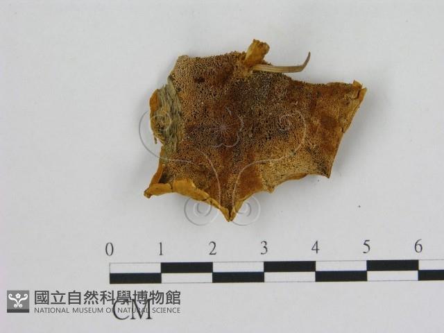 登錄號:F0008071藏品圖，第3張