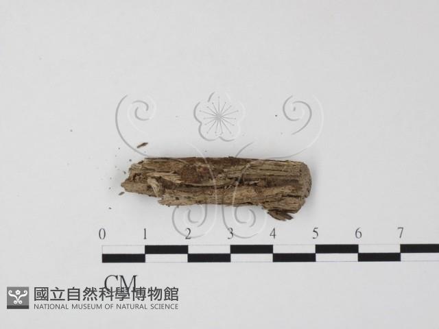 登錄號:F0020071藏品圖，第3張