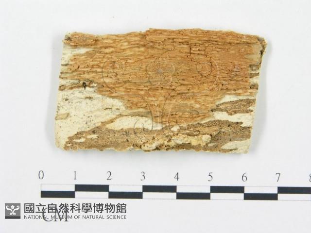 登錄號:F0006071藏品圖，第3張