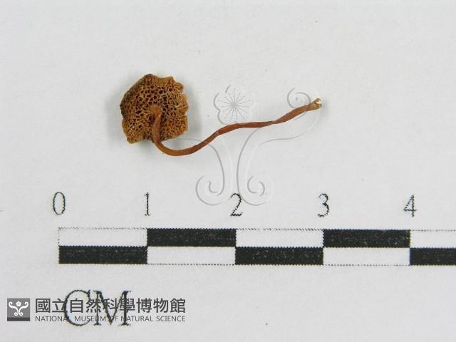 登錄號:F0011071藏品圖，第3張