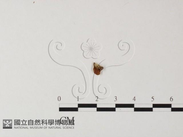 登錄號:F0002071藏品圖，第3張