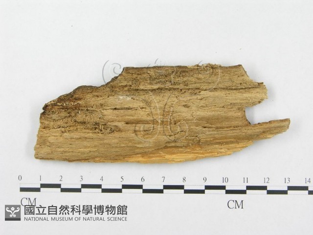 登錄號:F0007071藏品圖，第3張