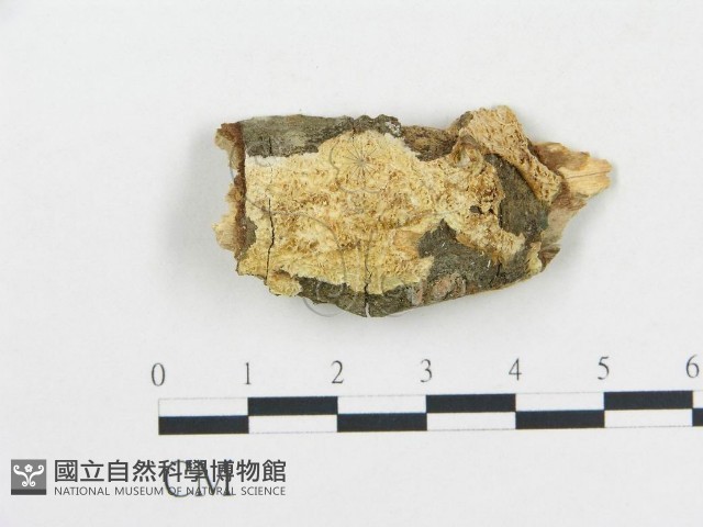 登錄號:F0015071藏品圖，第3張