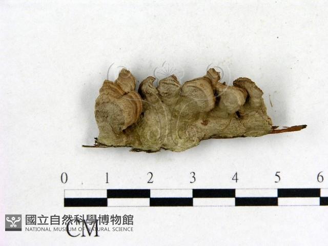 館號:F0019071藏品圖，第3張