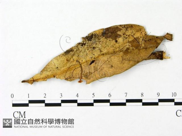 登錄號:F0023071藏品圖，第3張