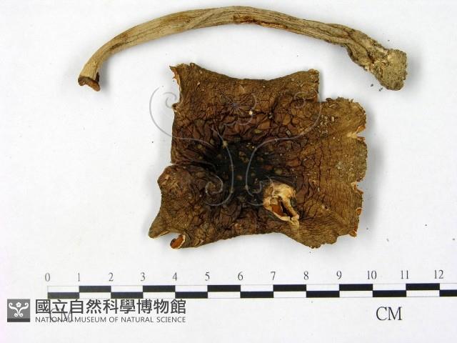 鵝膏屬藏品圖，第3張