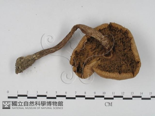 登錄號:F0008371藏品圖，第3張