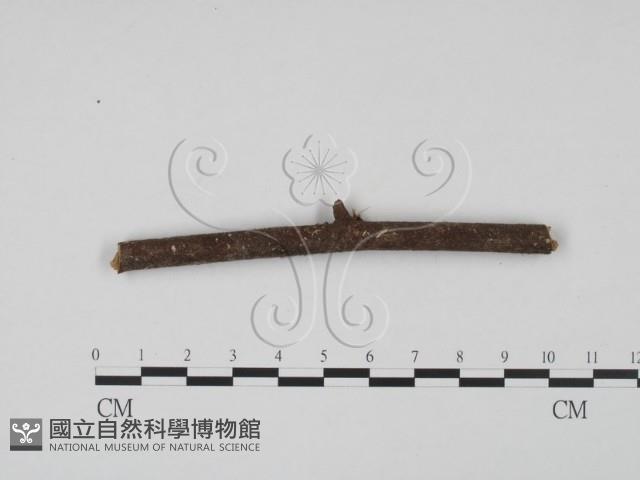 登錄號:F0010371藏品圖，第3張