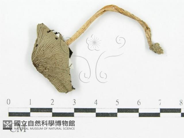 鬼傘屬藏品圖，第3張