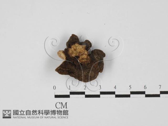 登錄號:F0021371藏品圖，第3張