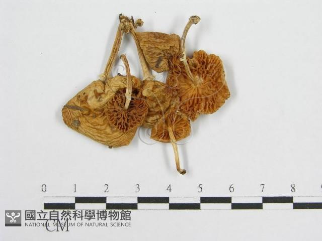 登錄號:F0004371藏品圖，第3張