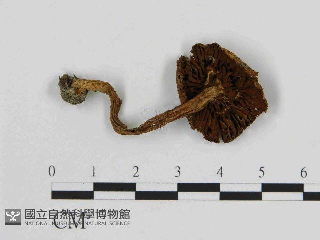 登錄號:F0014371藏品圖，第3張