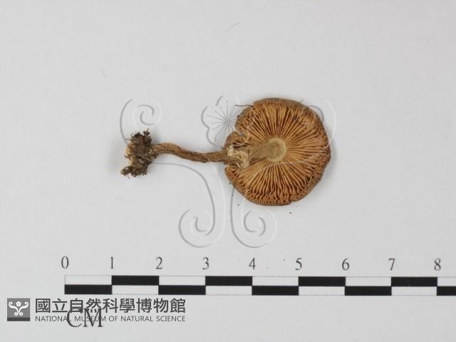 鵝膏屬藏品圖，第3張