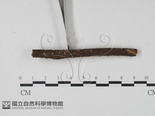 登錄號:F0007371藏品圖，第3張