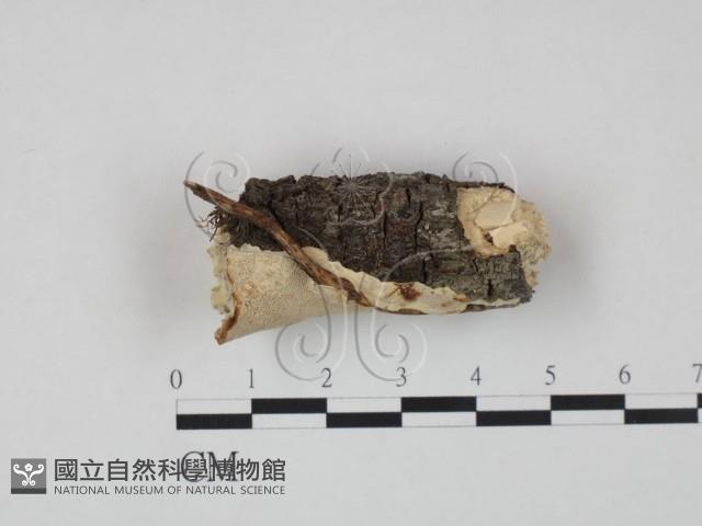 登錄號:F0005371藏品圖，第3張