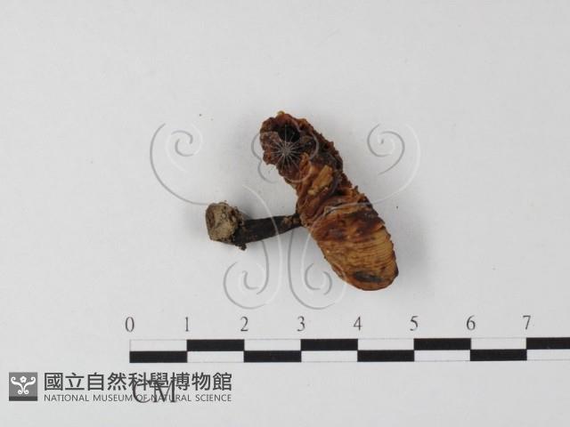 紅菇屬藏品圖，第3張