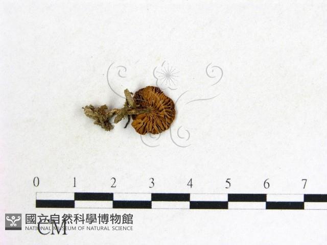 登錄號:F0013371藏品圖，第3張
