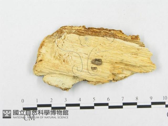 登錄號:F0008264藏品圖，第3張