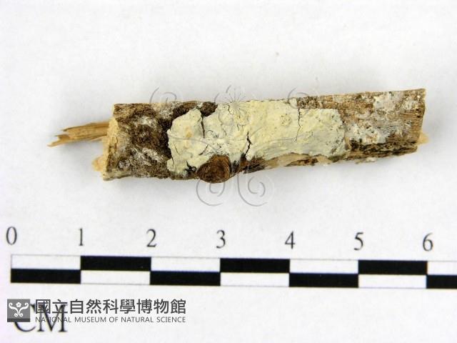 登錄號:F0000264藏品圖，第3張